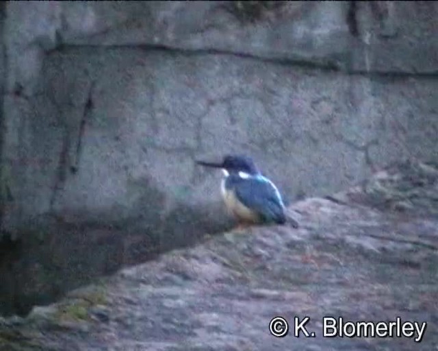 Half-collared Kingfisher - ML201007781