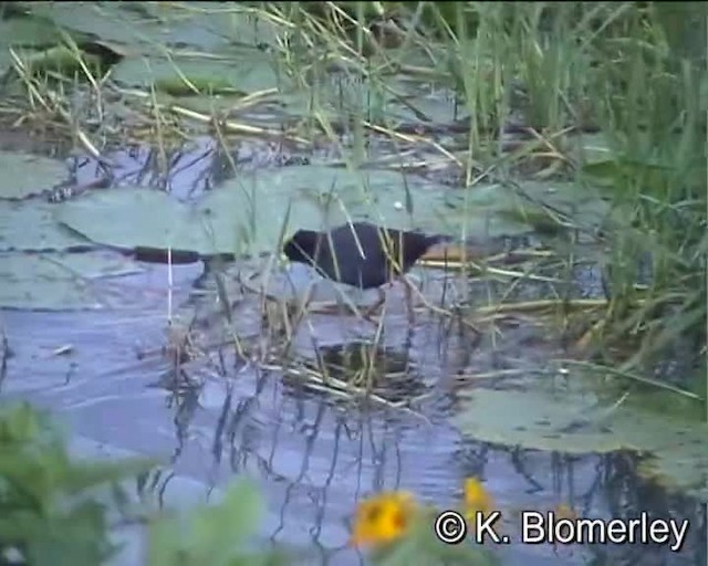 Black Crake - ML201007791