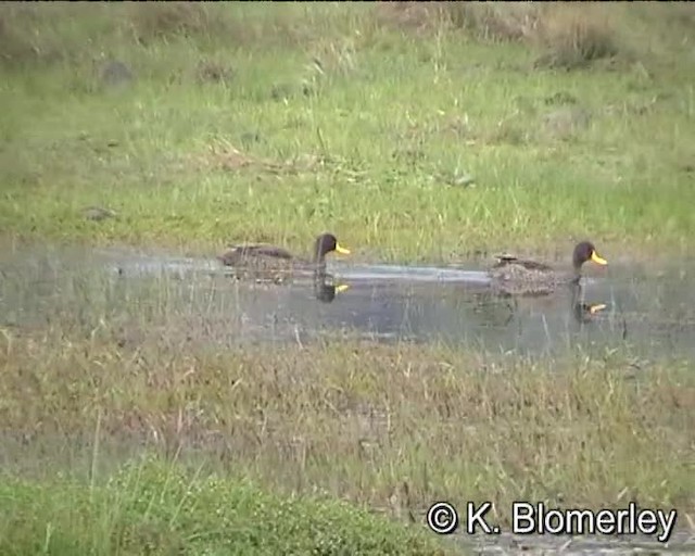 Yellow-billed Duck - ML201007811