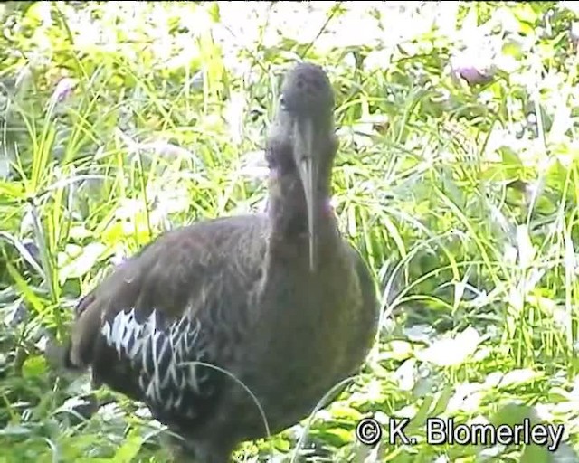 Klunkeribis - ML201007831