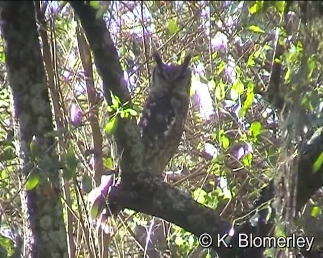 Grayish Eagle-Owl - ML201007861