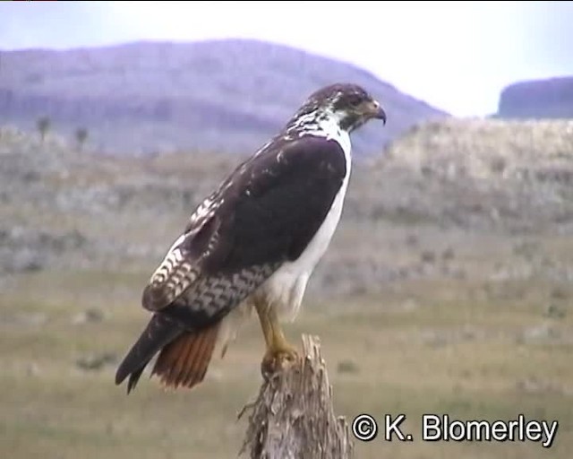 Augur Buzzard (Augur) - ML201007881