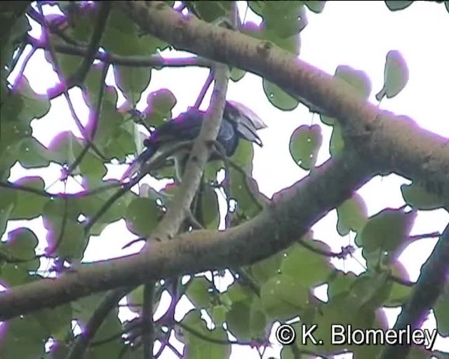 Silvery-cheeked Hornbill - ML201007891