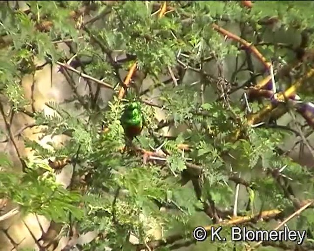 ウツクシオナガタイヨウチョウ - ML201007941