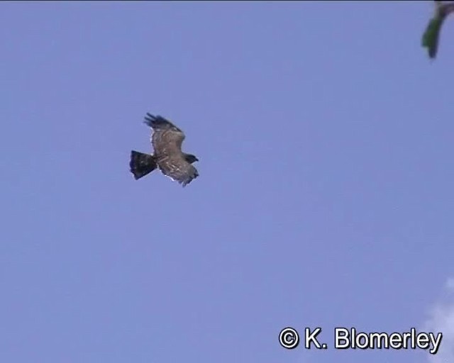 Black-chested Snake-Eagle - ML201007951