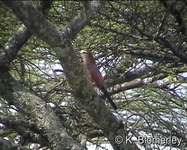 Rufous-crowned Roller - ML201008001