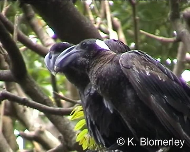 Corbeau corbivau - ML201008011