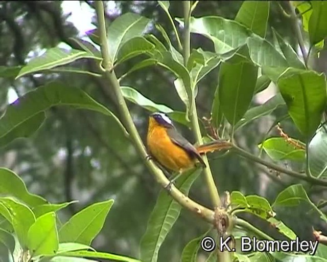 Rüppell's Robin-Chat - ML201008031