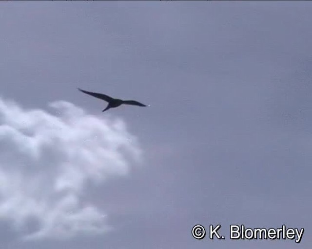 Lanner Falcon - ML201008071