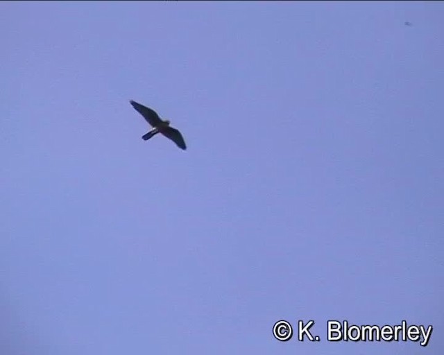 Lanner Falcon - ML201008081