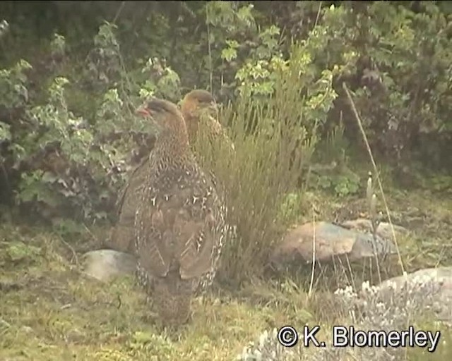 Francolin à cou roux (castaneicollis) - ML201008091