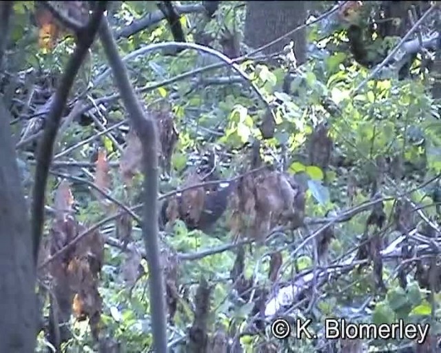 Scaly Spurfowl - ML201008111