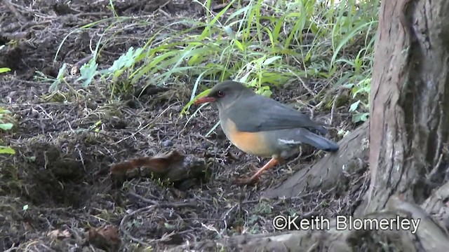 ワキアカオリーブツグミ（abyssinicus グループ） - ML201008171