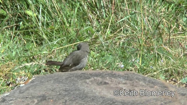 Щедрик бурогузий - ML201008191