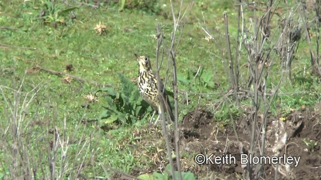 Ethiopian Thrush - ML201008311