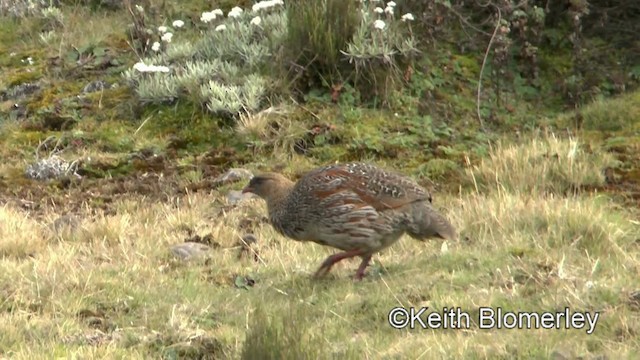 Francolin à cou roux (castaneicollis) - ML201008341