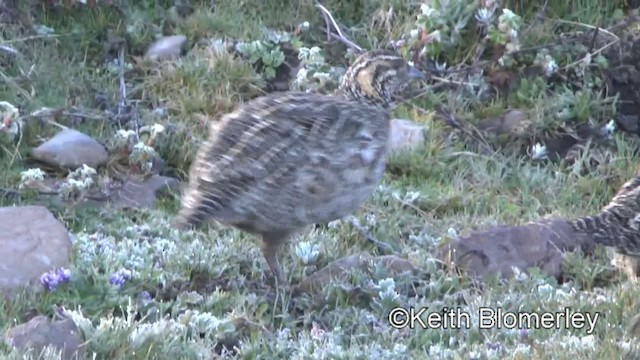 Moorland Francolin - ML201008351