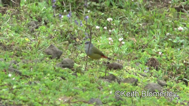 Yellow-bellied Waxbill - ML201008381