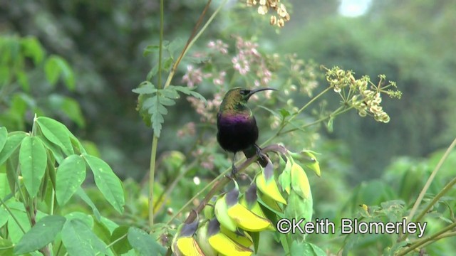 Tacazze Sunbird - ML201008391