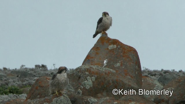 Lanner Falcon - ML201008401