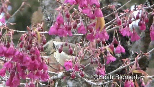 カンムリチメドリ - ML201008431