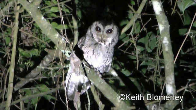 Collared Scops-Owl - ML201008521