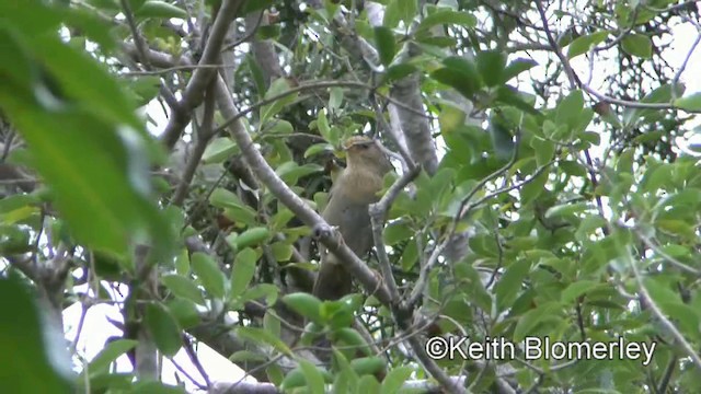 臺灣畫眉 - ML201008581