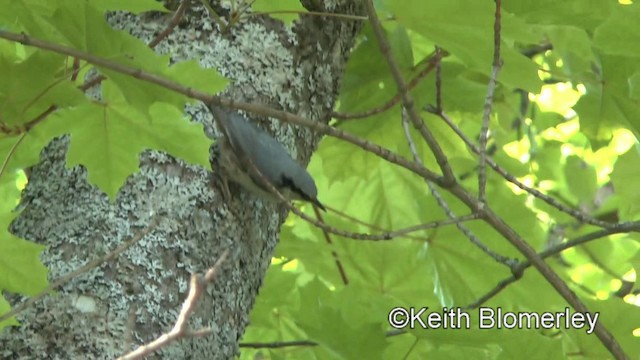 Eurasian Nuthatch (Western) - ML201008601