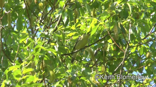 Icterine Warbler - ML201008641