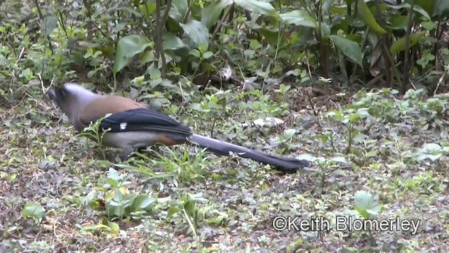 Gray Treepie - ML201008671