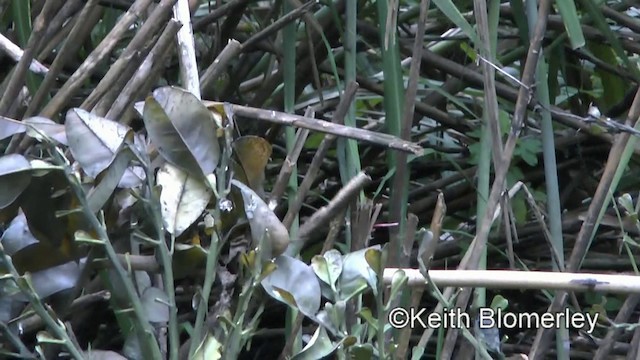 Taiwan Scimitar-Babbler - ML201008681