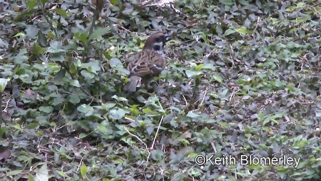 Moineau friquet - ML201008701