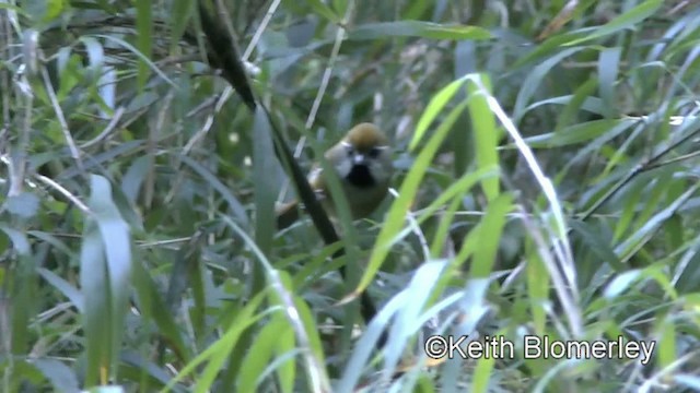 Golden Parrotbill - ML201008711