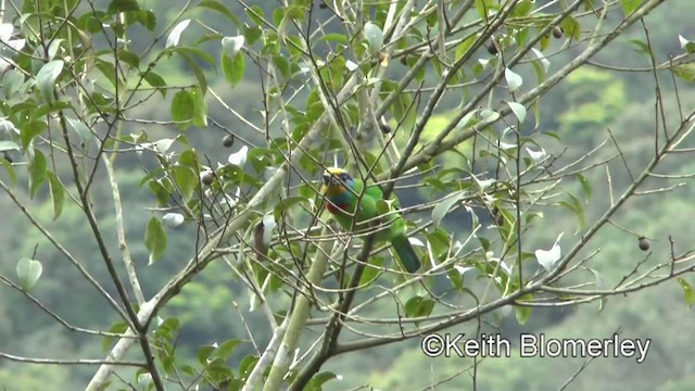 Taiwanbartvogel - ML201008731
