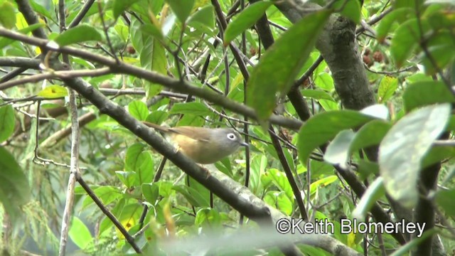 Morrison's Fulvetta - ML201008741