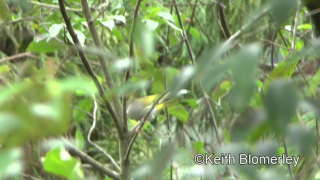 White-bellied Erpornis - ML201008751