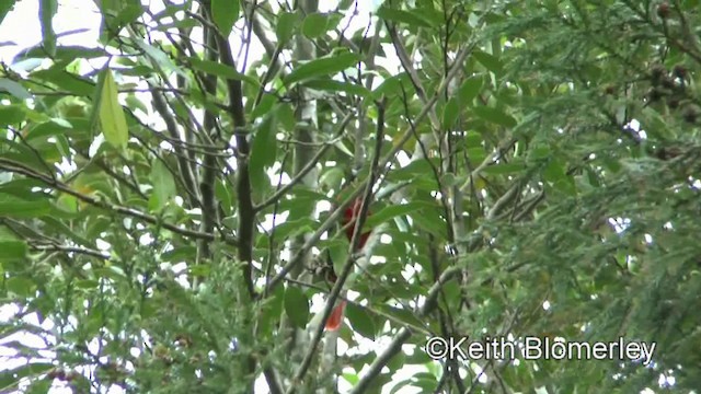 Maroon Oriole - ML201008771