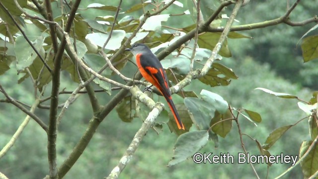 Minivet Gorjigrís (grupo solaris) - ML201008781