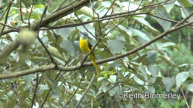 Gri Yanaklı Minivet [solaris grubu] - ML201008791