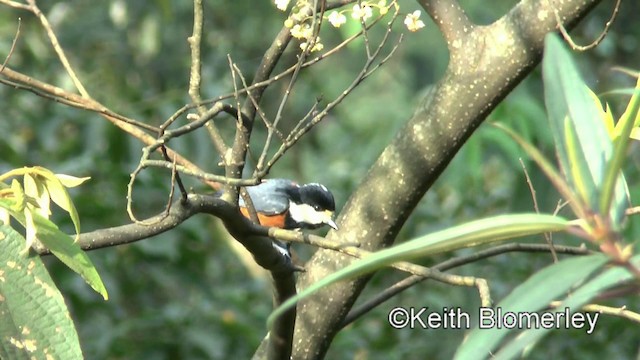 Chestnut-bellied Tit - ML201008801