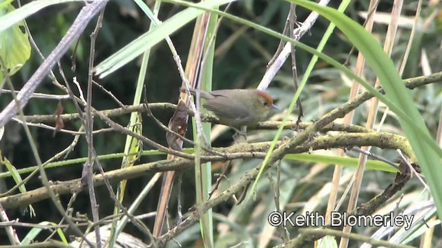 Rufous-capped Babbler - ML201008831