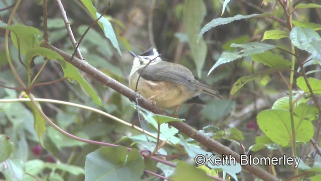 カンムリチメドリ - ML201008841