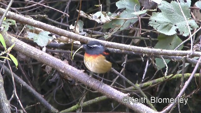 Collared Bush-Robin - ML201008851