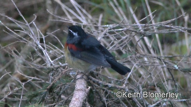 Collared Bush-Robin - ML201008901