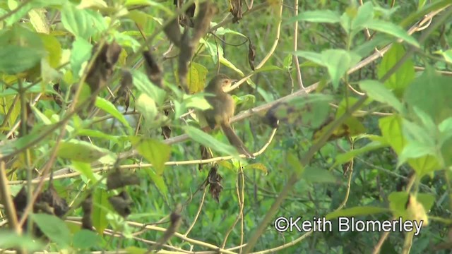 アジアマミハウチワドリ - ML201008911