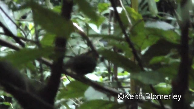 halsbåndfulvetta - ML201008921