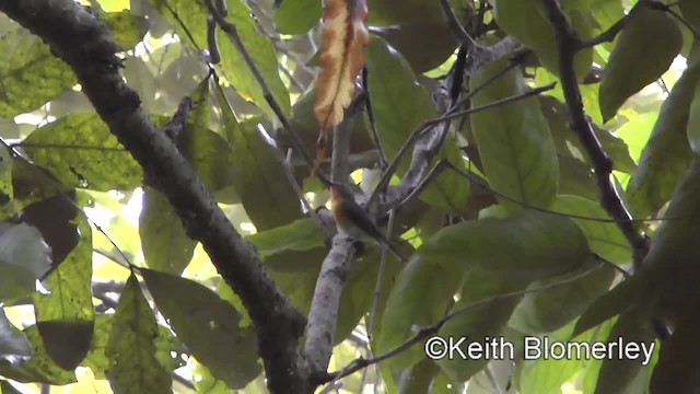 Hill Blue Flycatcher - ML201008941