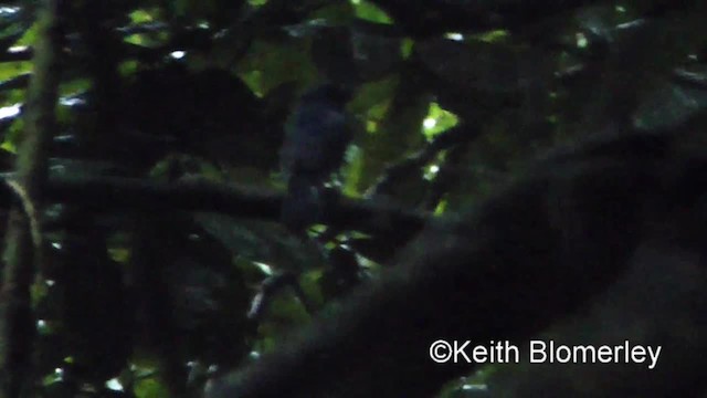 White-tailed Flycatcher - ML201008951