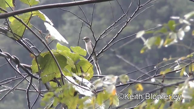 小灰山椒鳥 - ML201008981