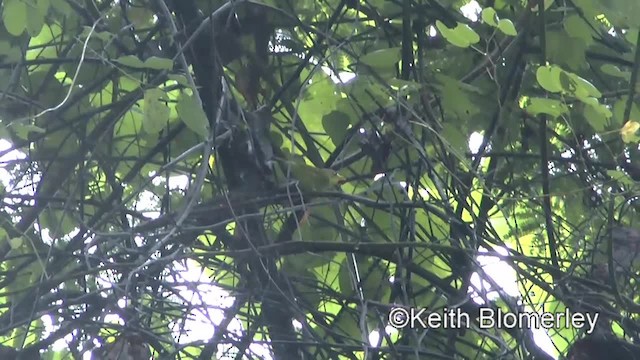 Limestone Leaf Warbler - ML201009001